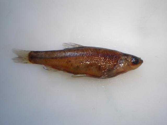 image Ciprínido (Chondrostoma sp.)