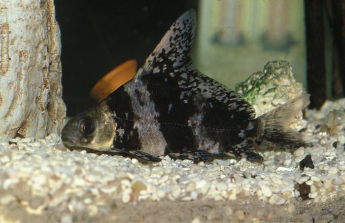 image Botia de velo (Myxocyprinus asiaticus)