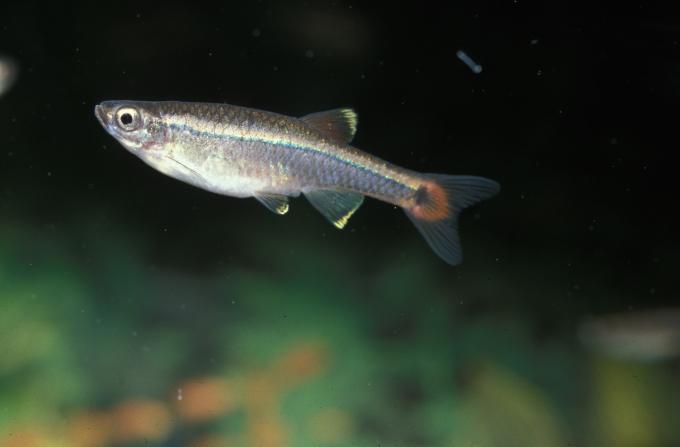 image Neón chino (Tanichthys albonubes)