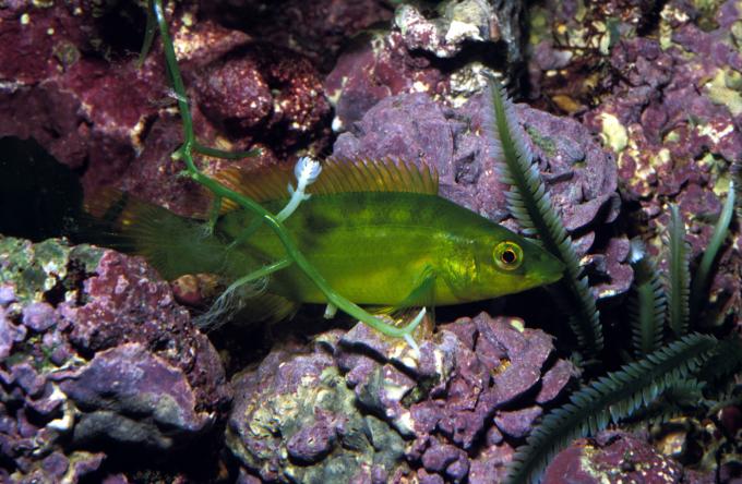 image Bodión verde (Labrus viridis)