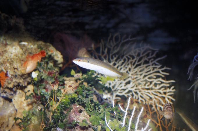 image Julia (Coris julis)