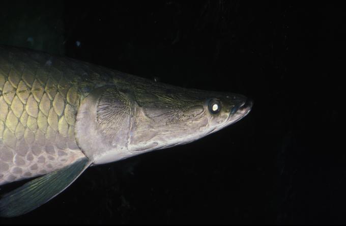 image Paiche (Arapaima gigas)