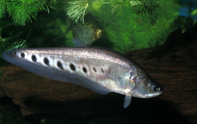 image Pez cuchillo asiático (Chitala ornata)