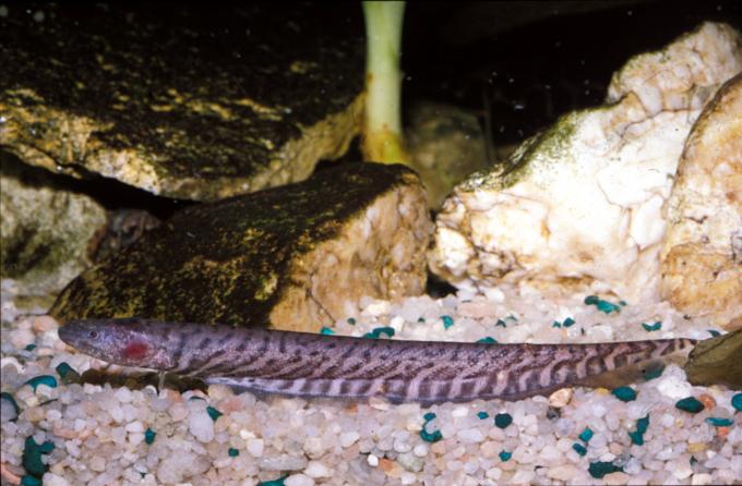 image Pez cuchillo sudamericano (Gymnotus sp.)