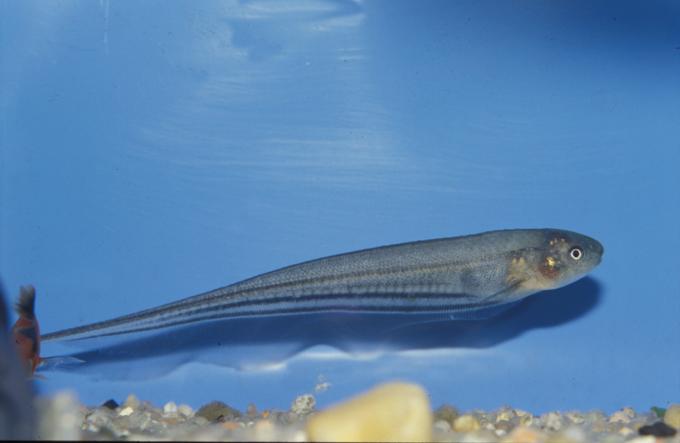 image Pez cuchillo sudamericano (Gymnotus sp.)