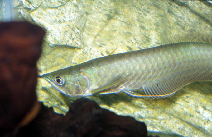 image Arowana dorado (Osteoglossum sp.)
