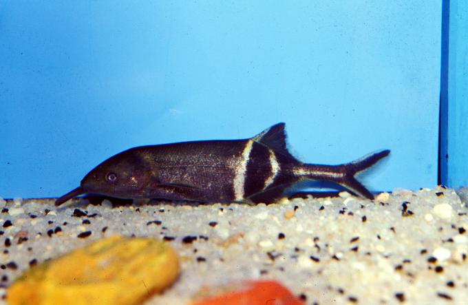 image Pez elefante (Gnthonemus petersii)