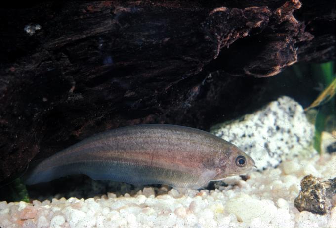 image Cuchillo africano (Xenomystus nigri)