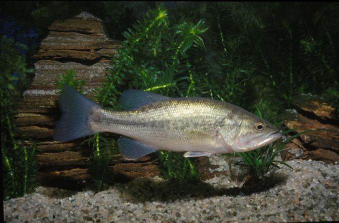 image Black-bass (Micropterus salmoides)