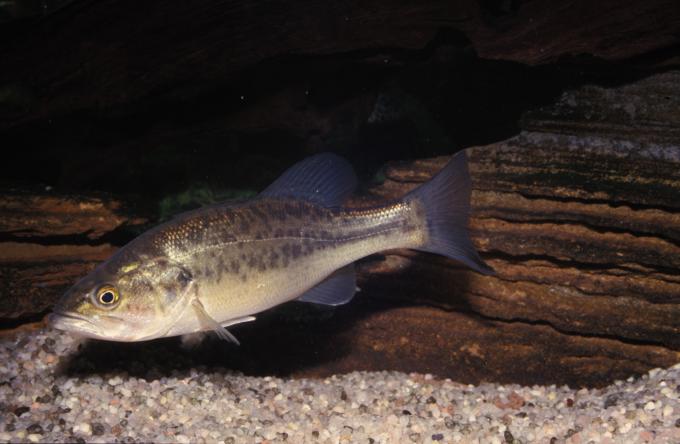 image Black-bass (Micropterus salmoides)