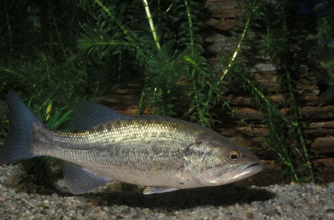 image Black-bass (Micropterus salmoides)