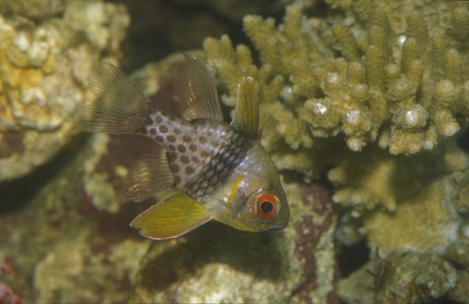 image Pez cardenal pijama (Sphaeramia nematoptera)