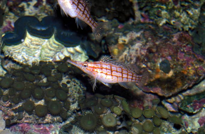 image Pez halcón de hocico largo (Oxycirrhites typus)