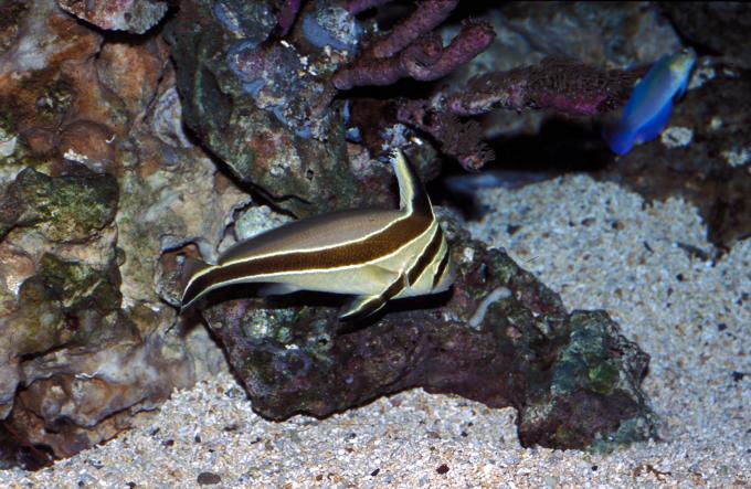 image Roncador (Equetus sp.)