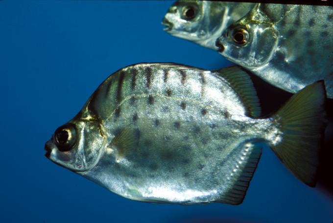 image Scat (Scatophagus sp.)