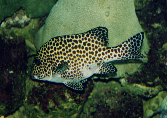 image Labios dulces (Plectorhinchus chaetodonoides)