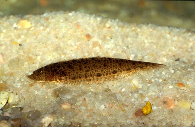 image Pez plano (Pleuronectidos)