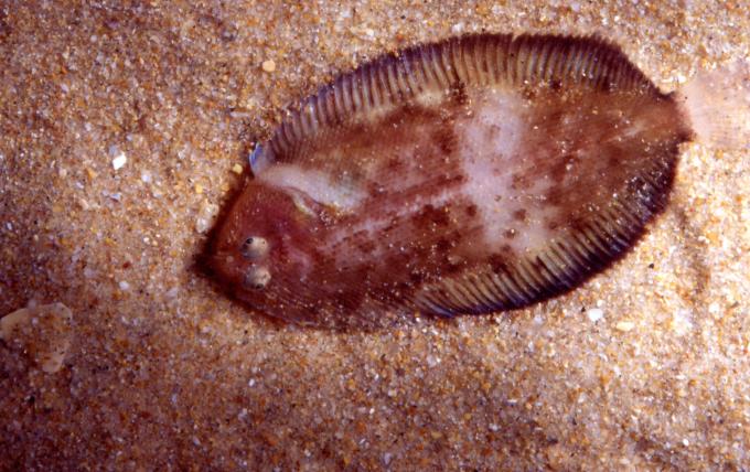 image Pez plano (Pleuronectidos)