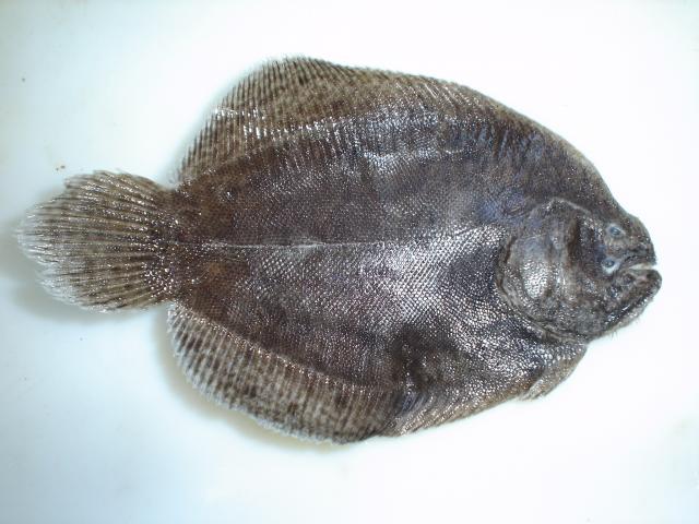 image Lenguado de agua dulce (Trinectes maculatus)