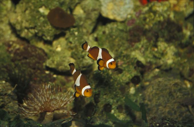 image Pez payaso pércula (Amphiprion ocellaris)