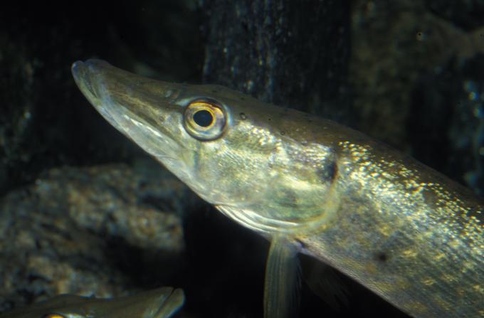 image Lucio (Essox lucio)