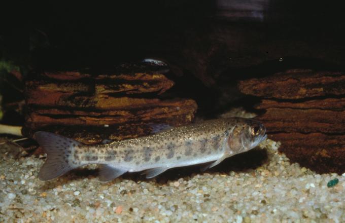 image Trucha (Salmo trutta)