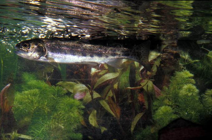 image Trucha (Salmo trutta)