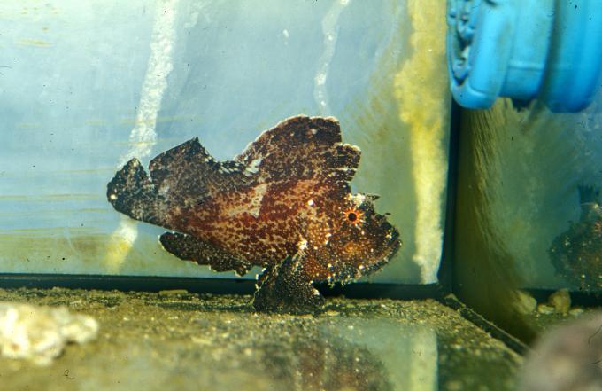 image Pez antenado (Antennarius sp.)