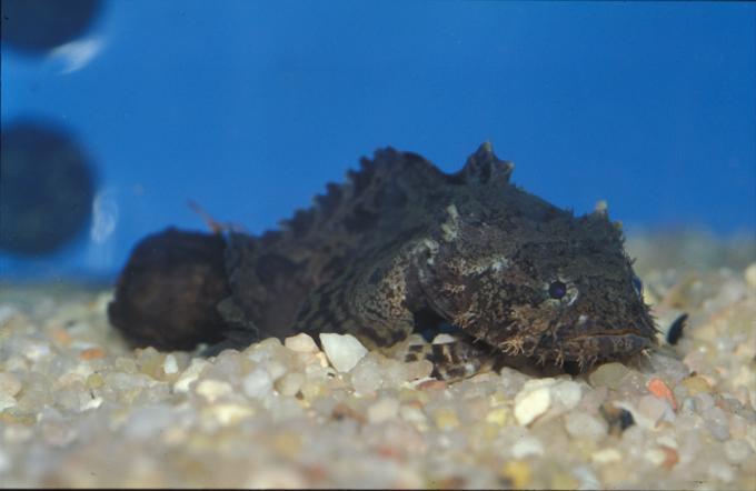 image Pez sapo de agua dulce (Batrachus sp.)