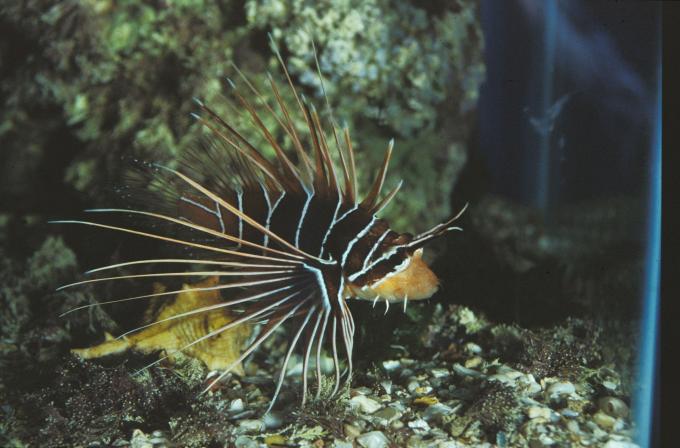 image Pez león de aleta clara (Pterois radiata)