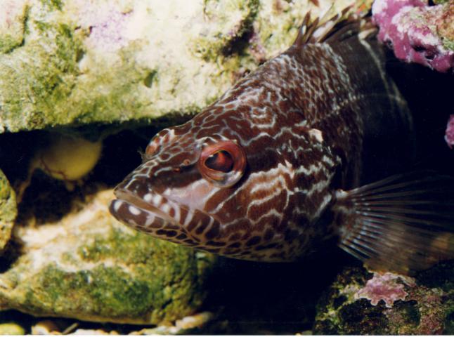image Mero mediterráneo (Ephinephelus sp.)