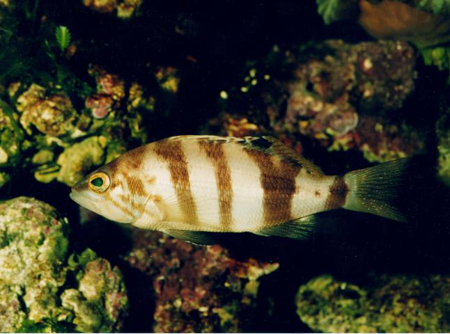 image Merillo (Serranus hepatus)