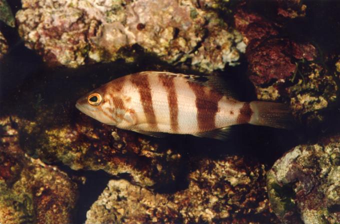 image Merillo (Serranus hepatus)