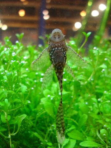 image Chupa-algas (Hypostomus plecostomus)