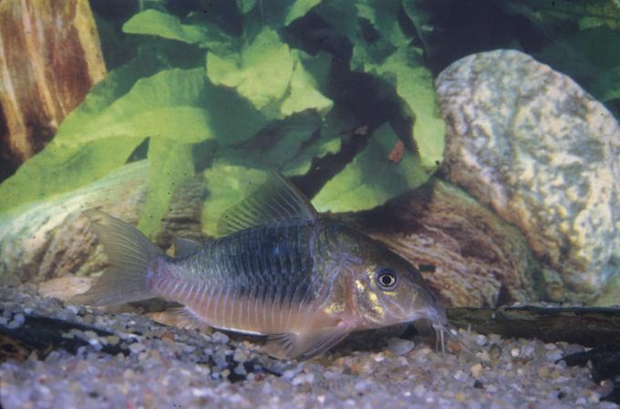 image Brochis (Brochis sp.)