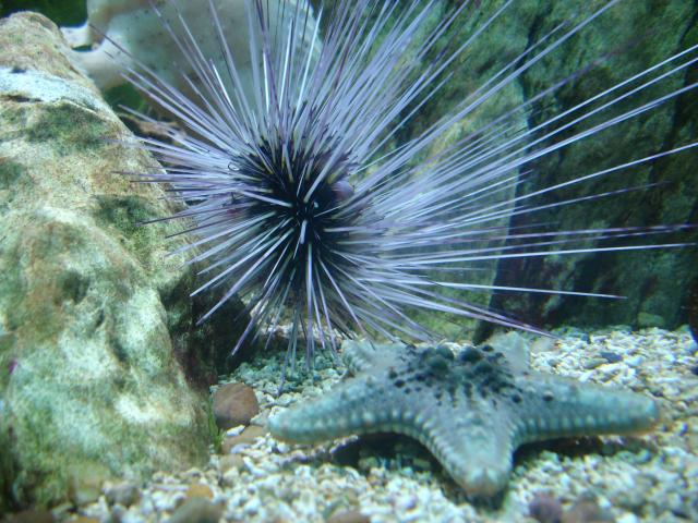 image Erizo de puas largas (Diadema sp.)