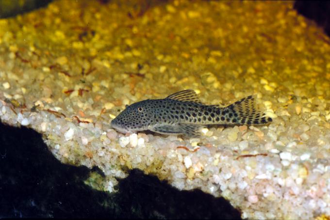 image Pez gato (Chaetostoma sp.)