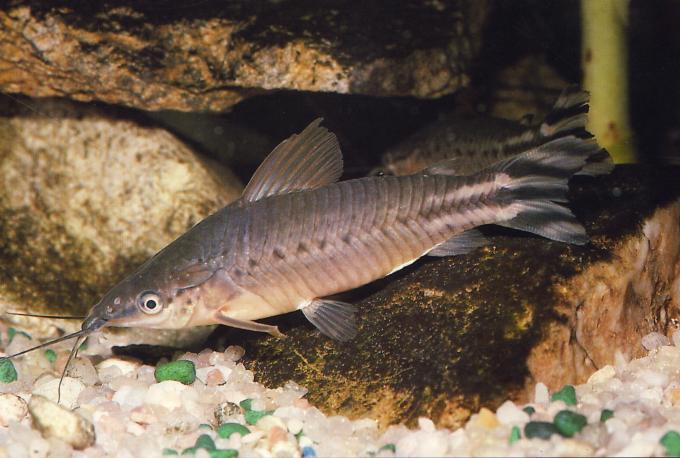 image Dianema (Dianema sp.)