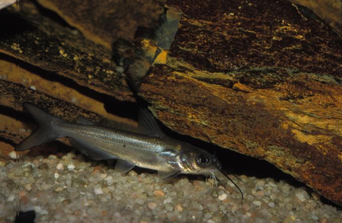 image Pez gato (Ictalurus sp.)