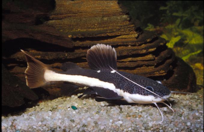 image Pez gato de cola roja (Phractocephalus hemioliopterus)