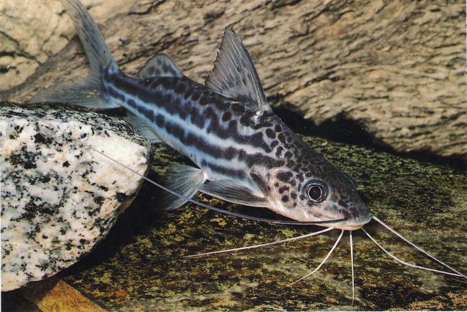 image Pez gato (Pimelodela sp.)