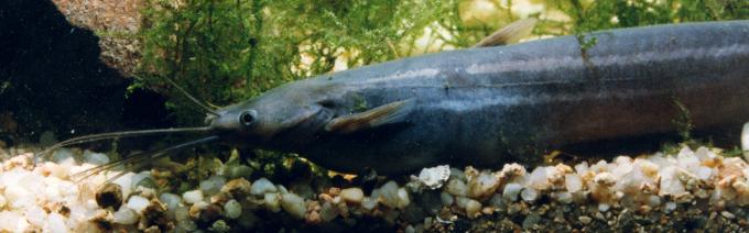 image Pez gato fósil (Heteropneustes fossilis)