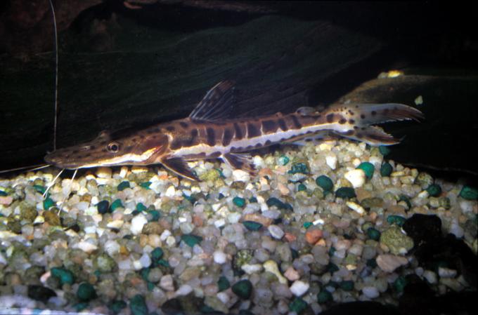 image Surubí lima (Sorubim lima)