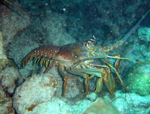 image Langosta (Panilurus sp.)