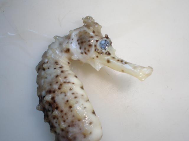 image Caballito de mar (Hippocampus sp.)