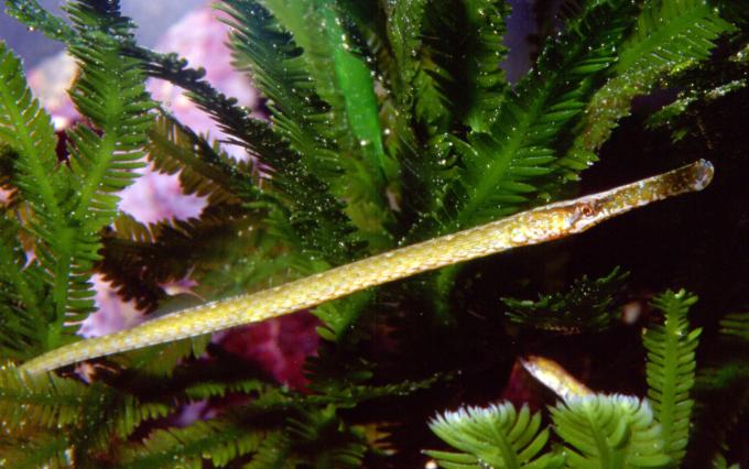 image Aguja de río (Syngnathus abaster)