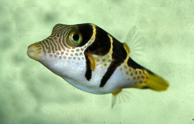 image Pez globo (Canthigaster coronata)