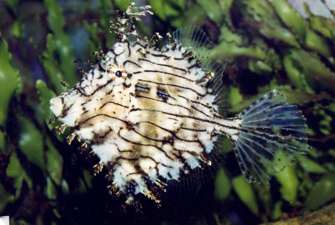 image Pez lima tentaculado (Chaetodermis penicilligerus)