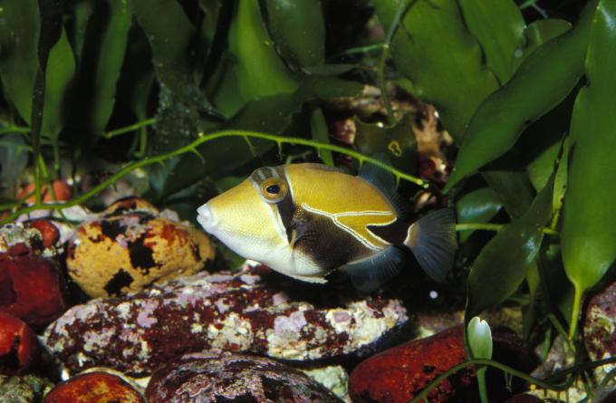 image Pez ballesta picasso (Rhinecanthus sp.)