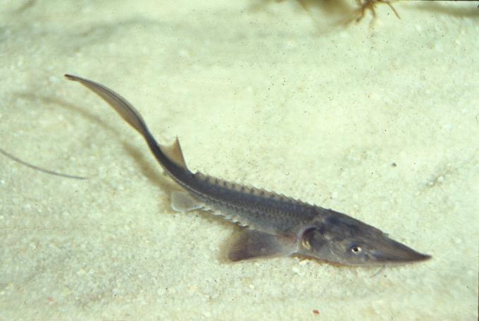 image Esturión (Acipenser sturio)